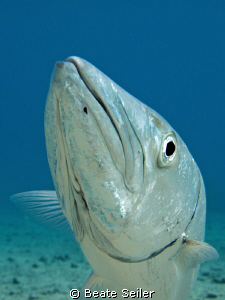 Curious Barracuda "Hansi" , taken with Canon G10 by Beate Seiler 